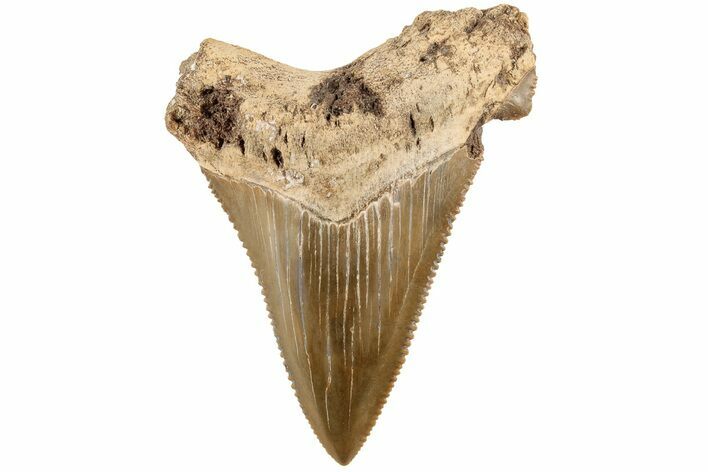 2.4" Serrated Angustidens Tooth - Megalodon Ancestor
